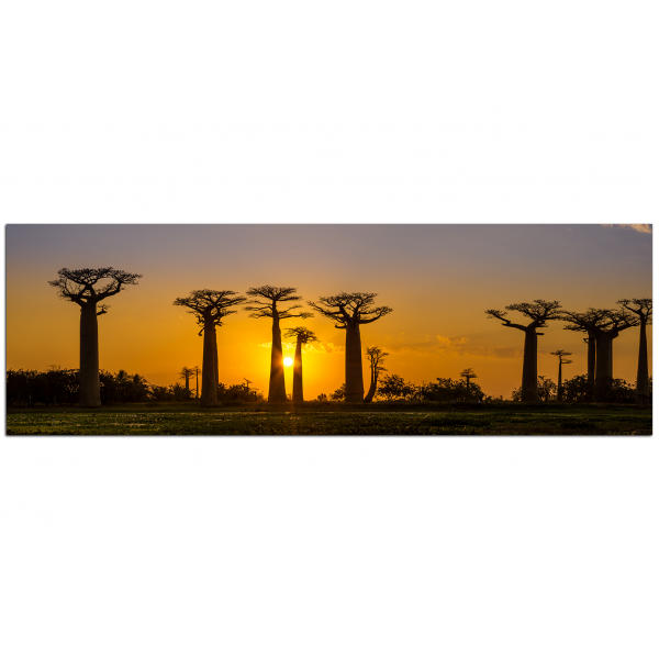 Obraz na plátně - Baobaby při západu slunce - panoráma